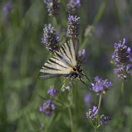 Lejlighed Ivan & Niko *