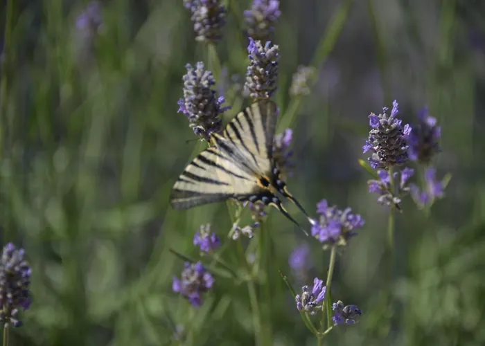 Lägenhet Ivan & Niko *